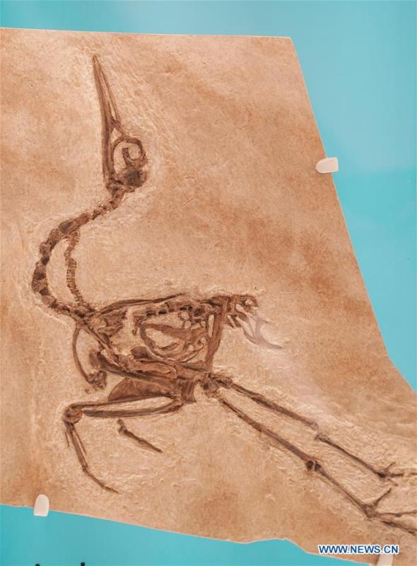 Photo taken on June 4, 2019 shows an exhibit in the new dinosaur and fossil hall of the Smithsonian\'s National Museum of Natural History in Washington D.C., the United States. The Smithsonian\'s National Museum of Natural History will reopen its dinosaur and fossil hall \
