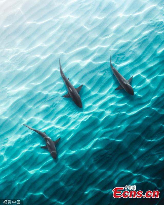 Aerial photographs capture giant stingrays and sharks hunting for food in crystal-clear shallow waters.  (Photo/VCG)