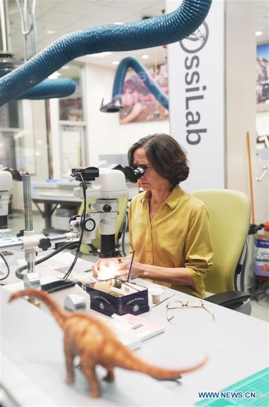 A staff member excavates fossils from a rock in the new dinosaur and fossil hall of the Smithsonian\'s National Museum of Natural History in Washington D.C., the United States, on June 4, 2019. The Smithsonian\'s National Museum of Natural History will reopen its dinosaur and fossil hall \