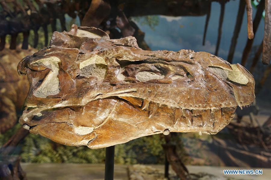 Photo taken on June 4, 2019 shows an exhibit in the new dinosaur and fossil hall of the Smithsonian\'s National Museum of Natural History in Washington D.C., the United States. The Smithsonian\'s National Museum of Natural History will reopen its dinosaur and fossil hall \