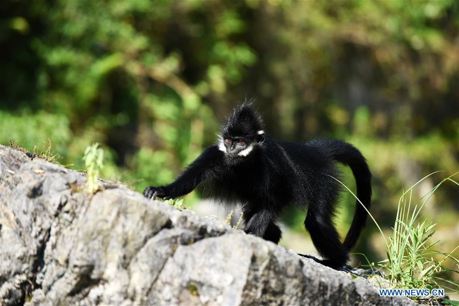 A Francois\' langur is seen in the Mayanghe National Nature Reserve in Guizhou Province, southwest China, June 4, 2019. Thanks to a series of protective measures, the number of Francois\' langurs in the Mayanghe National Nature Reserve has been increasing in recent years. According to latest official statistics, there are currently more than 550 Francois\' langurs in the nature reserve. Also known as Francois\' leaf monkeys, the species is one of China\'s most endangered wild animals and is under top national-level protection. It is also one of the endangered species on the International Union for Conservation of Nature red list. The species are found in China\'s Guangxi, Guizhou and Chongqing. (Xinhua/Yang Wenbin)