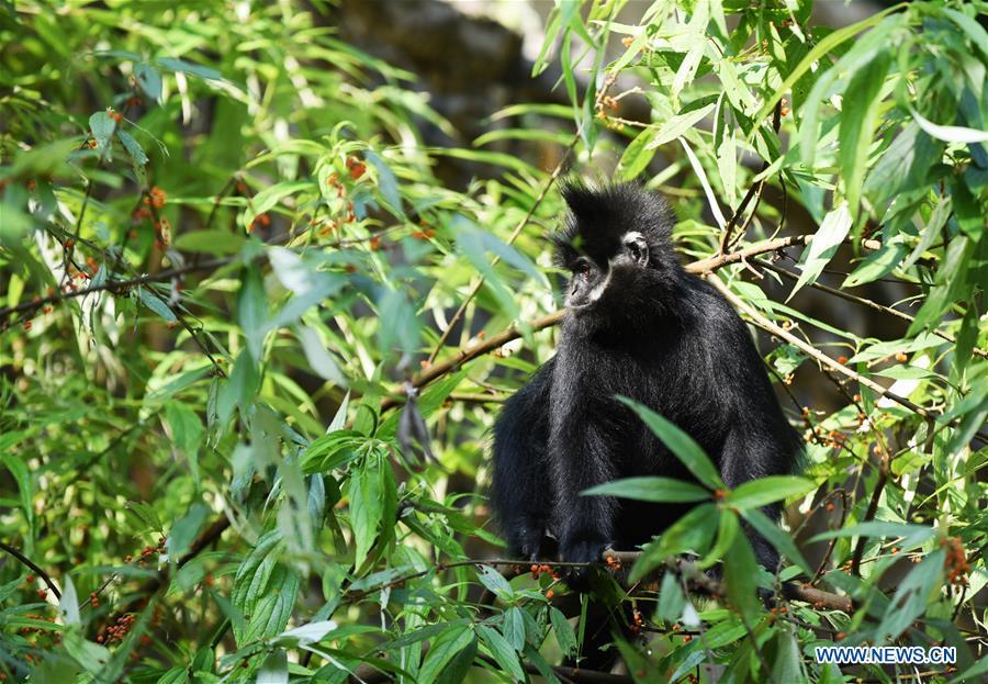 A Francois\' langur is seen in the Mayanghe National Nature Reserve in Guizhou Province, southwest China, June 4, 2019. Thanks to a series of protective measures, the number of Francois\' langurs in the Mayanghe National Nature Reserve has been increasing in recent years. According to latest official statistics, there are currently more than 550 Francois\' langurs in the nature reserve. Also known as Francois\' leaf monkeys, the species is one of China\'s most endangered wild animals and is under top national-level protection. It is also one of the endangered species on the International Union for Conservation of Nature red list. The species are found in China\'s Guangxi, Guizhou and Chongqing. (Xinhua/Yang Wenbin)