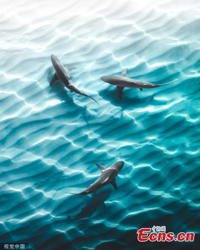 Aerial photographs capture giant stingrays and sharks hunting for food in crystal-clear shallow waters.  (Photo/VCG)