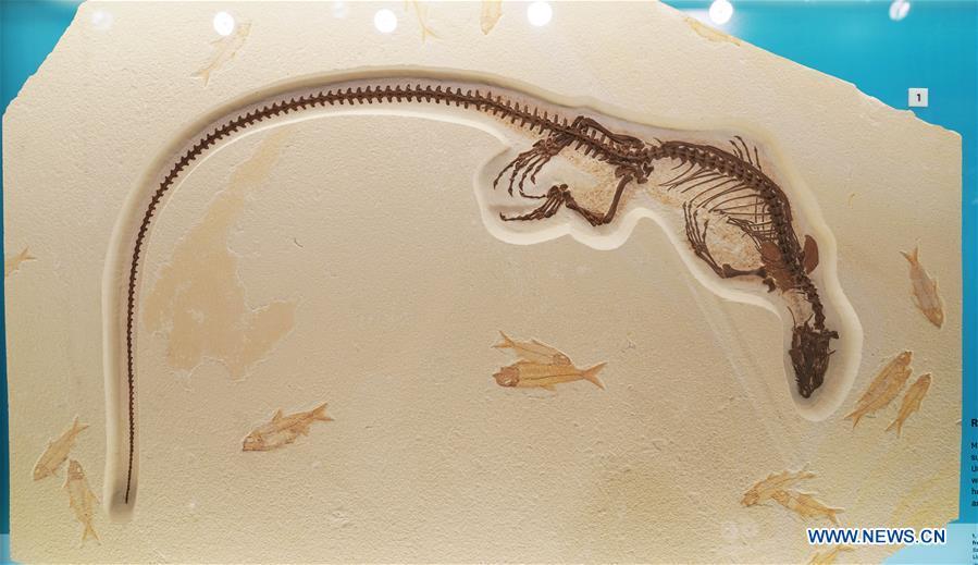 Photo taken on June 4, 2019 shows an exhibit in the new dinosaur and fossil hall of the Smithsonian\'s National Museum of Natural History in Washington D.C., the United States. The Smithsonian\'s National Museum of Natural History will reopen its dinosaur and fossil hall \