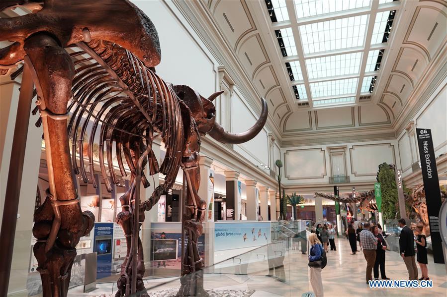 People visit the new dinosaur and fossil hall of the Smithsonian\'s National Museum of Natural History in Washington D.C., the United States, on June 4, 2019. The Smithsonian\'s National Museum of Natural History will reopen its dinosaur and fossil hall \