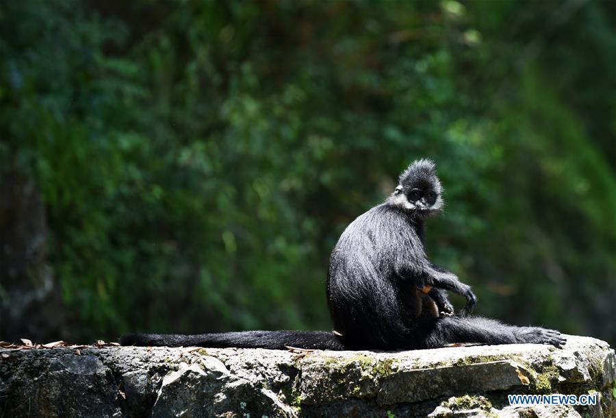 A Francois\' langur is seen in the Mayanghe National Nature Reserve in Guizhou Province, southwest China, June 4, 2019. Thanks to a series of protective measures, the number of Francois\' langurs in the Mayanghe National Nature Reserve has been increasing in recent years. According to latest official statistics, there are currently more than 550 Francois\' langurs in the nature reserve. Also known as Francois\' leaf monkeys, the species is one of China\'s most endangered wild animals and is under top national-level protection. It is also one of the endangered species on the International Union for Conservation of Nature red list. The species are found in China\'s Guangxi, Guizhou and Chongqing. (Xinhua/Yang Wenbin)