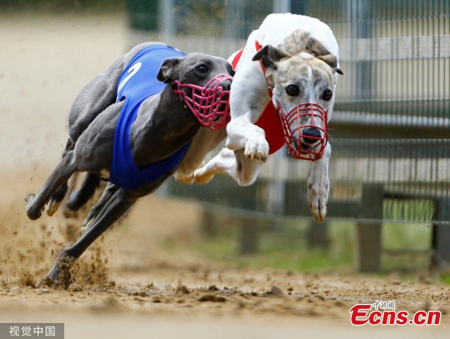 Dogs compete during an annual international dog race in Gelsenkirchen, Germany on June 9, 2019. (Photo/VCG)