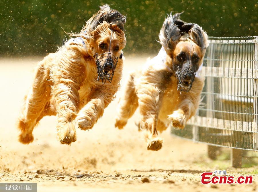 Dogs compete during an annual international dog race in Gelsenkirchen, Germany on June 9, 2019. (Photo/VCG)