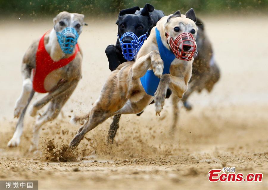 Dogs compete during an annual international dog race in Gelsenkirchen, Germany on June 9, 2019. (Photo/VCG)