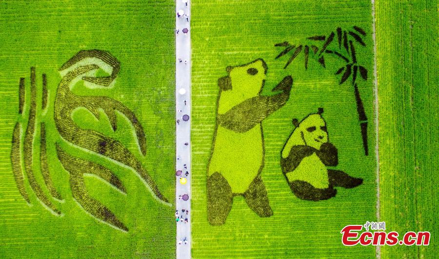 An aerial view of patterns featuring giant pandas, the local specialty garlic and Chinese characters in a rice paddy field in Wenjiang District, Chengdu City, Sichuan Province, June 10, 2019. (Photo: China News Service/Lyu Jia)