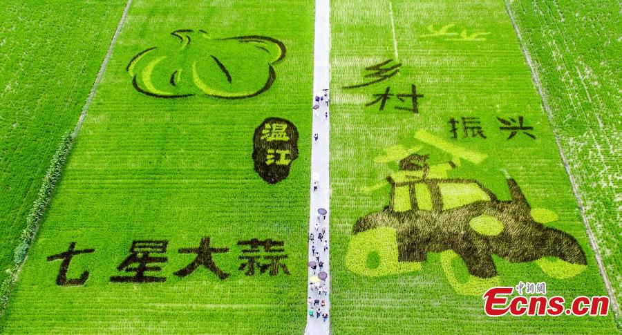 An aerial view of patterns featuring giant pandas, the local specialty garlic and Chinese characters in a rice paddy field in Wenjiang District, Chengdu City, Sichuan Province, June 10, 2019. (Photo: China News Service/Lyu Jia)