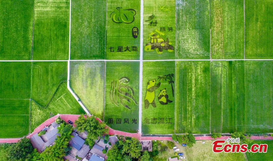 An aerial view of patterns featuring giant pandas, the local specialty garlic and Chinese characters in a rice paddy field in Wenjiang District, Chengdu City, Sichuan Province, June 10, 2019. (Photo: China News Service/Lyu Jia)