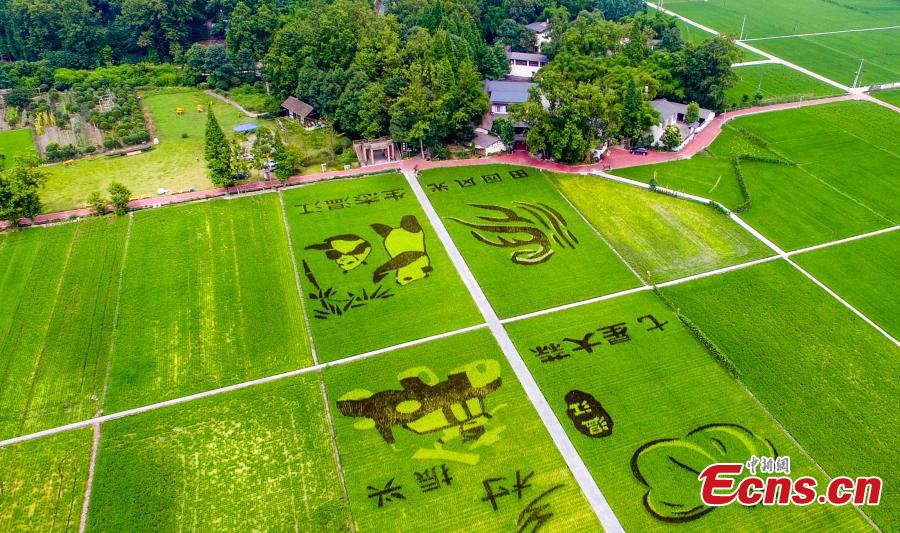 An aerial view of patterns featuring giant pandas, the local specialty garlic and Chinese characters in a rice paddy field in Wenjiang District, Chengdu City, Sichuan Province, June 10, 2019. (Photo: China News Service/Lyu Jia)
