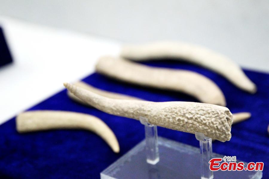 Some 192 artifacts made of stone, bone, pottery and bronze, unearthed from the Shenna site, are on display at an exhibition at the Xining Museum in Xining City, Northwest China’s Qinghai Province, June 12, 2019. Shenna is located on the bank of the Beichuan River in Xining, covering an area of approximately 100,000 square meters. It was home to the Qijia culture approximately 4,000 years ago. (Photo: China News Service/ Zhang Tianfu)
