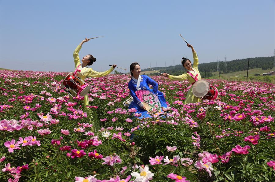 Blooming peonies and Chinese herbaceous peonies are seen in Hunchun city, Northeast China\'s Jilin Province. The sea of flowers dazzles visitors with gorgeous colors in the early summer. (Photo/China Daily)
