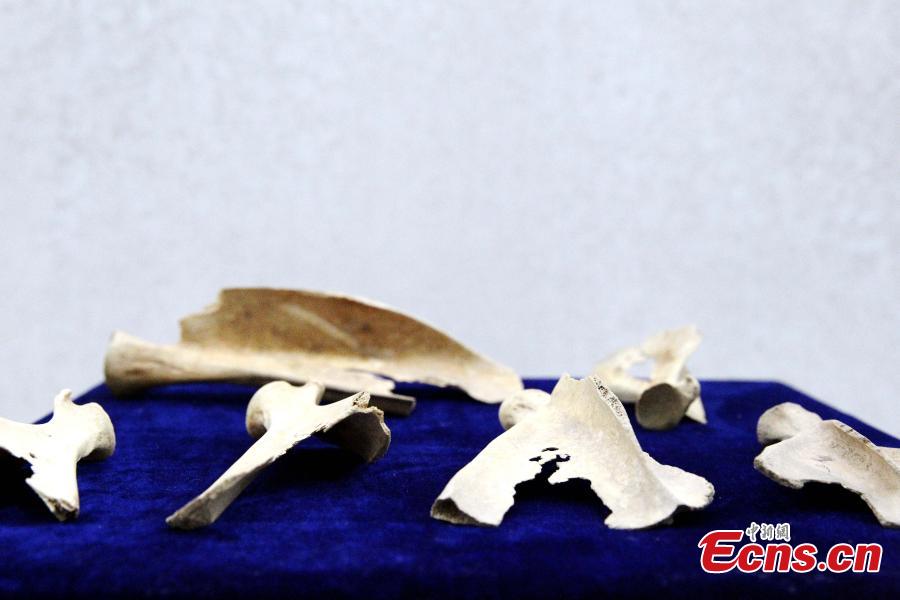 Some 192 artifacts made of stone, bone, pottery and bronze, unearthed from the Shenna site, are on display at an exhibition at the Xining Museum in Xining City, Northwest China’s Qinghai Province, June 12, 2019. Shenna is located on the bank of the Beichuan River in Xining, covering an area of approximately 100,000 square meters. It was home to the Qijia culture approximately 4,000 years ago. (Photo: China News Service/ Zhang Tianfu)