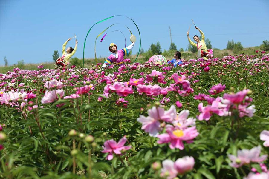 Blooming peonies and Chinese herbaceous peonies are seen in Hunchun city, Northeast China\'s Jilin Province. The sea of flowers dazzles visitors with gorgeous colors in the early summer. (Photo/China Daily)