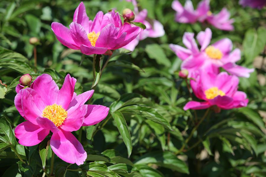 Blooming peonies and Chinese herbaceous peonies are seen in Hunchun city, Northeast China\'s Jilin Province. The sea of flowers dazzles visitors with gorgeous colors in the early summer. (Photo/China Daily)