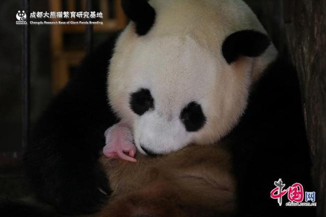 A female giant panda cub weighing 42.8 grams, about the weight of an average chicken egg and the world\'s lightest ever, was born in Chengdu, capital of southwest China\'s Sichuan Province, on Tuesday, June 11, 2019. （Photo/china.com.cn）