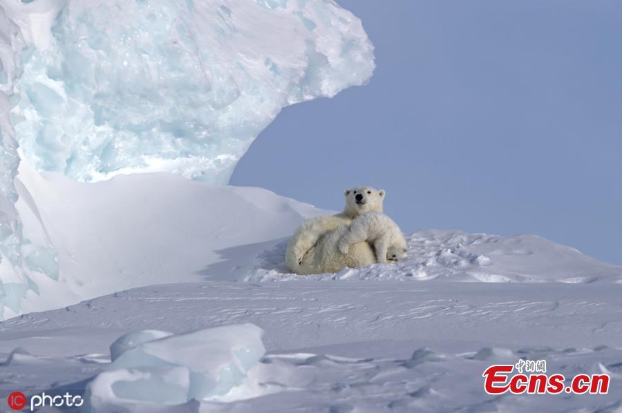Wildlife photographer Paul Goldstein captured these tender scenes between a polar bear mum and her two cubs.  The cubs had gingerly been led across an iceberg at Canada’s Baffin Island, before spending some fun time clambering over the patient parent. Paul explains: “The mother initially almost led them over the edge of the berg before settling down. The cubs then gambolled and clambered up their indulgent parent, before resting. (Photo/IC)