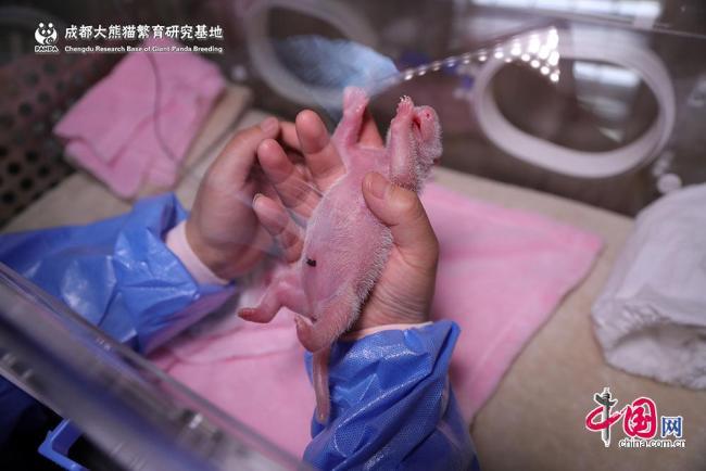 A female giant panda cub weighing 42.8 grams, about the weight of an average chicken egg and the world\'s lightest ever, was born in Chengdu, capital of southwest China\'s Sichuan Province, on Tuesday, June 11, 2019. （Photo/china.com.cn）