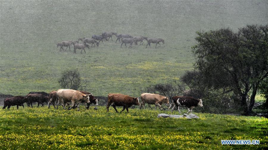 Herds of cattle and horses are seen in the rain at the Guanshan Grassland at Longxian County in Baoji, northwest China\'s Shaanxi Province, June 12, 2019. (Xinhua/Tao Ming)