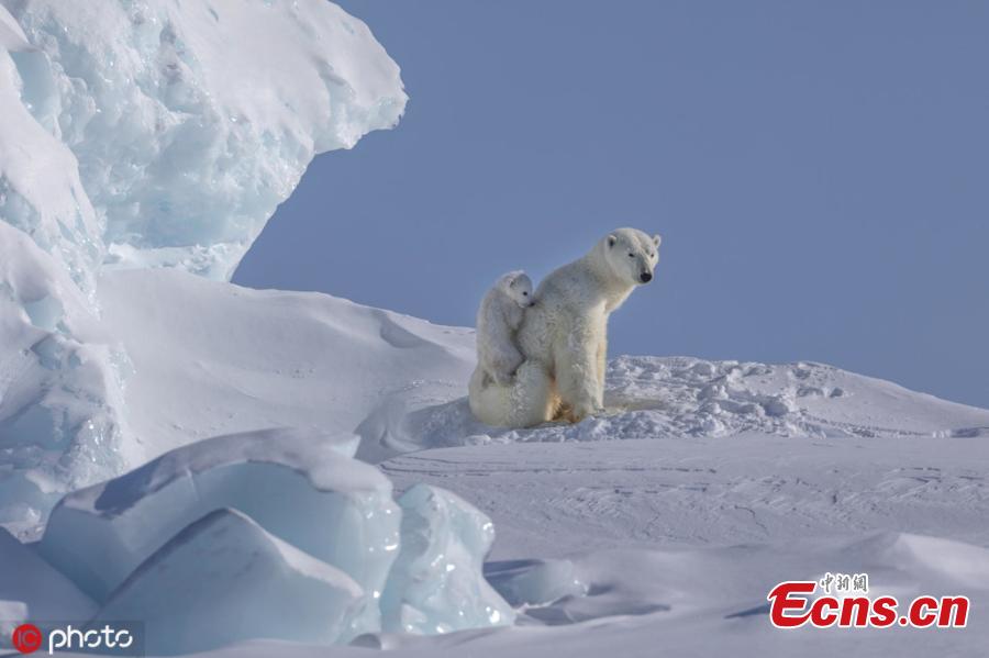 Wildlife photographer Paul Goldstein captured these tender scenes between a polar bear mum and her two cubs.  The cubs had gingerly been led across an iceberg at Canada’s Baffin Island, before spending some fun time clambering over the patient parent. Paul explains: “The mother initially almost led them over the edge of the berg before settling down. The cubs then gambolled and clambered up their indulgent parent, before resting. (Photo/IC)