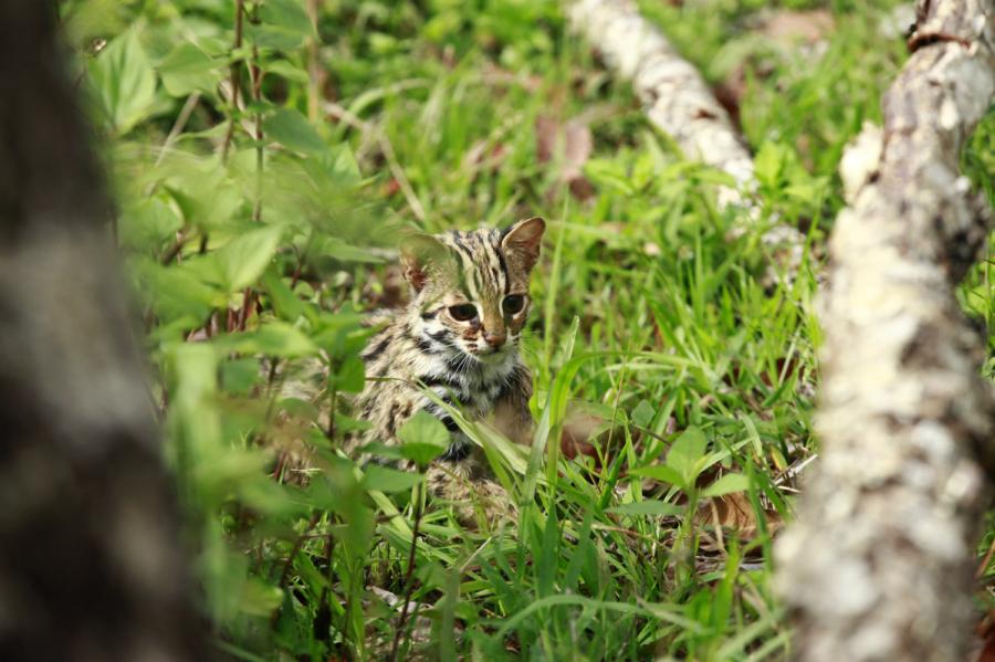 A leopard cat is seen at the Yunnan Puer Taiyanghe Forest Zoo. (Photo provided to chinadaily.com.cn)