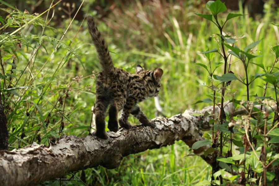 A leopard cat is seen at the Yunnan Puer Taiyanghe Forest Zoo. (Photo provided to chinadaily.com.cn)