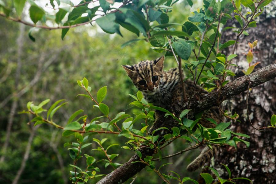 A leopard cat is seen at the Yunnan Puer Taiyanghe Forest Zoo. (Photo provided to chinadaily.com.cn)