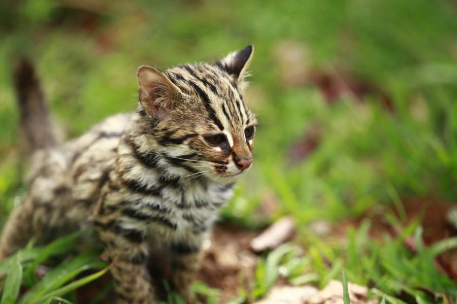 A leopard cat is seen at the Yunnan Puer Taiyanghe Forest Zoo. (Photo provided to chinadaily.com.cn)

Two critically endangered Asian leopard cats are being trained to behave more like wild cats after being rescued.

The trainers at Yunnan Puer Taiyanghe Forest Zoo are teaching the cats how to find food and how to avoid predators.

Yang Zenan, a zoo trainer, gives them training two hours a day. The training includes teaching them how to find chickens hidden in the grass and branches.

The cats were rescued at Mengnong town of Mojiang county in the province two months ago.

While patrolling a wild forest, forest workers found them weak and alone and then sent them to the rescue center at the zoo.

\
