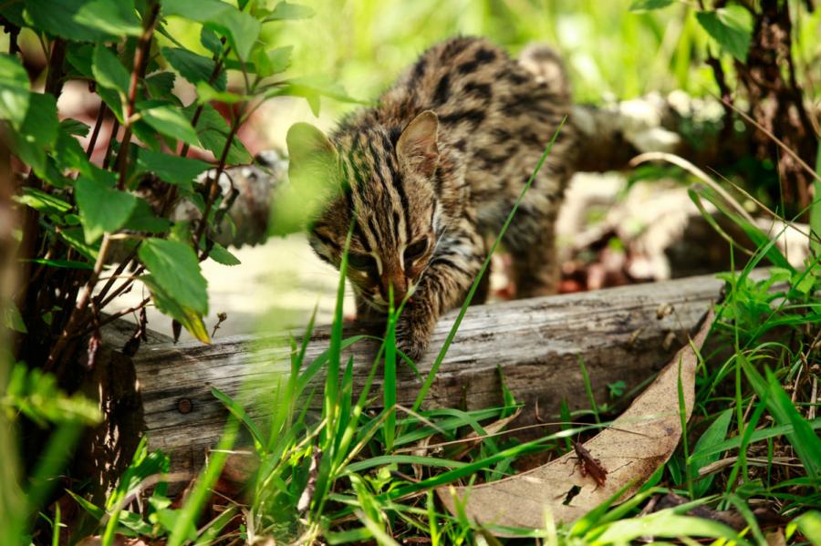 A leopard cat is seen at the Yunnan Puer Taiyanghe Forest Zoo. (Photo provided to chinadaily.com.cn)