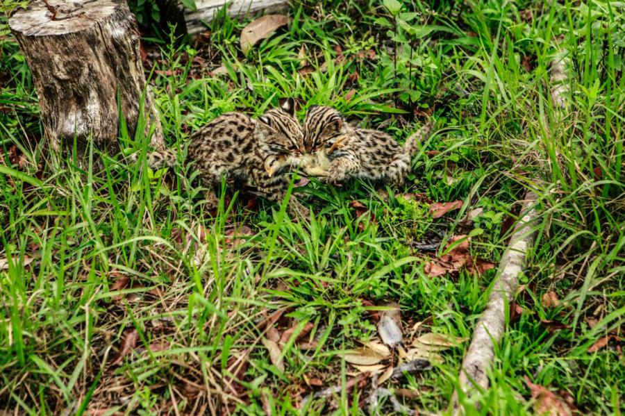 Two leopard cats are hunting chickens. (Photo provided to chinadaily.com.cn)