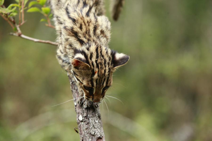 A leopard cat is seen at the Yunnan Puer Taiyanghe Forest Zoo. (Photo provided to chinadaily.com.cn)