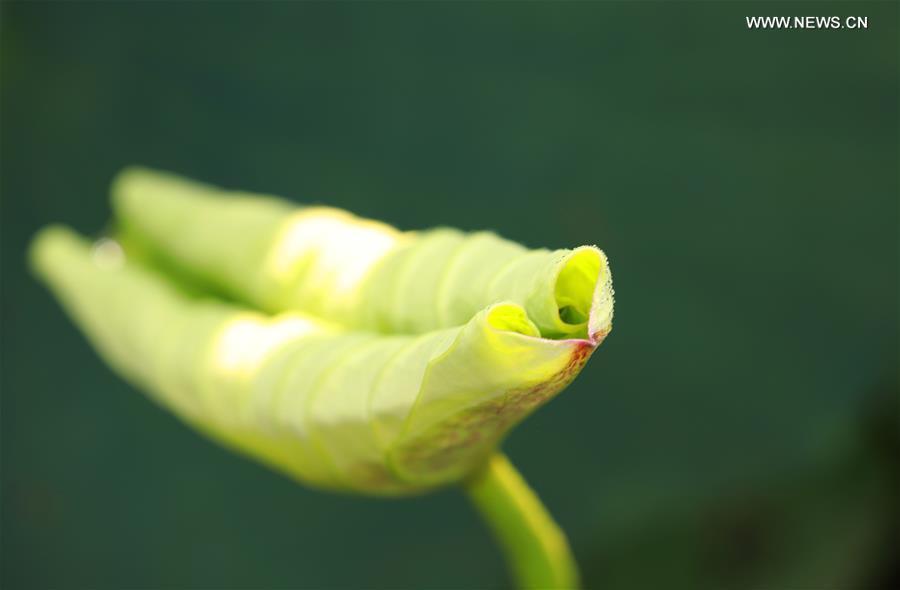 Photo taken on June 15, 2019 shows a lotus leaf at Nanhu Park in Hengyang, central China\'s Hunan Province. (Xinhua/Xia Wenhui)