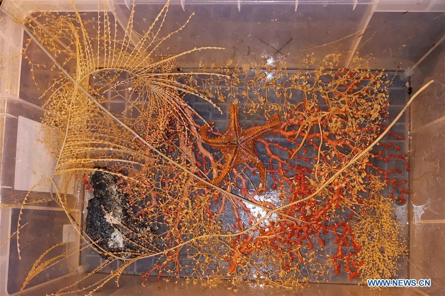 Photo taken on June 15, 2019 shows the corals and a starfish collected by Discovery, a remote operated vehicle aboard KEXUE, in western Pacific Ocean in a recent dive. China\'s research vessel KEXUE (Science) finished its investigation of seamounts in the west of the Pacific Ocean and started to sail back on Saturday evening. KEXUE is scheduled to arrive in Xiamen of China\'s Fujian Province on June 23. (Xinhua/Zhang Xudong)
