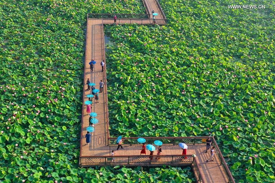 Aerial photo taken on June 15, 2019 shows people watching lotus flowers at Nanhu Park in Hengyang, central China\'s Hunan Province. (Xinhua/Cao Zhengping)