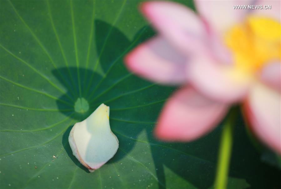 Photo taken on June 15, 2019 shows a lotus flower at Nanhu Park in Hengyang, central China\'s Hunan Province. (Xinhua/Xia Wenhui)