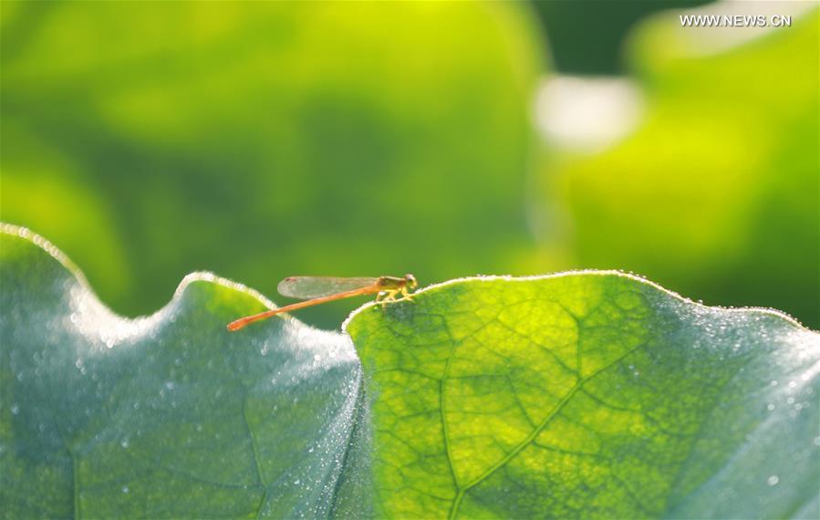 A dragonfly stops on a lotus leaf at Nanhu Park in Hengyang, central China\'s Hunan Province, June 15, 2019. (Xinhua/Xia Wenhui)
