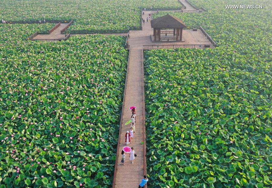 Aerial photo taken on June 15, 2019 shows people watching lotus flowers at Nanhu Park in Hengyang, central China\'s Hunan Province. (Xinhua/Cao Zhengping)