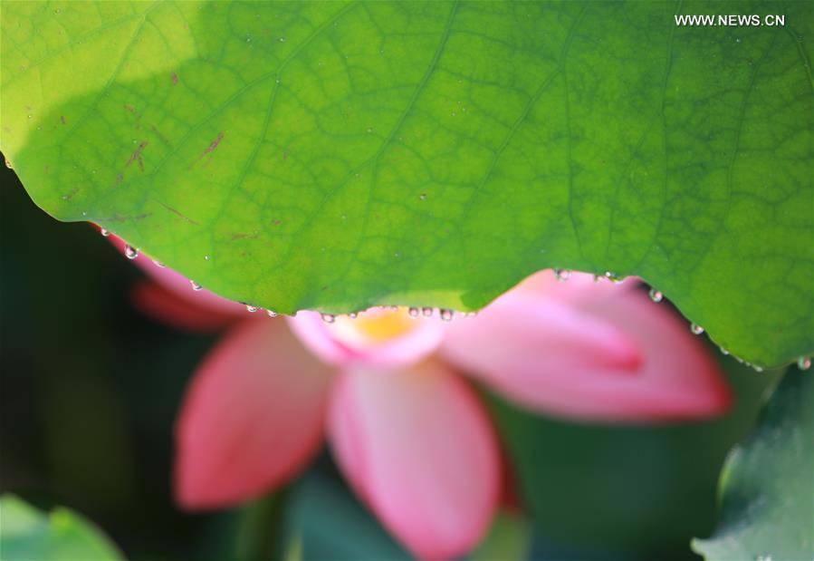 Photo taken on June 15, 2019 shows a lotus flower behind a leaf at Nanhu Park in Hengyang, central China\'s Hunan Province. (Xinhua/Xia Wenhui)