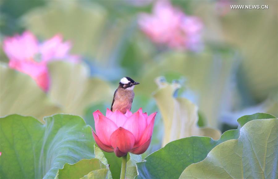 A bird stops at a lotus flower at Nanhu Park in Hengyang, central China\'s Hunan Province, June 15, 2019. (Xinhua/Cao Zhengping)