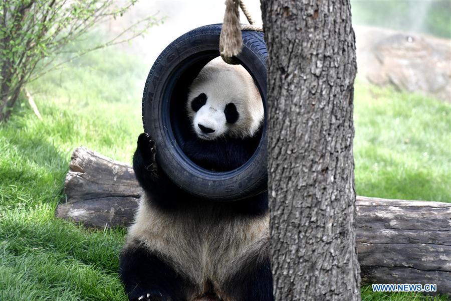 A giant panda is seen in the panda house in the Qinghai-Tibet Plateau Wild Zoo in Xining, capital of northwest China\'s Qinghai Province, June 16, 2019. The panda house in the Qinghai-Tibet Plateau Wild Zoo, where four pandas from the Chengdu Research Base of Giant Panda Breeding live, opened to the public here on Sunday. The four pandas settled down in the plateau city earlier this month. Qinghai Province will launch a series of education activities about giant pandas in the following three years. (Xinhua/Zhang Long)