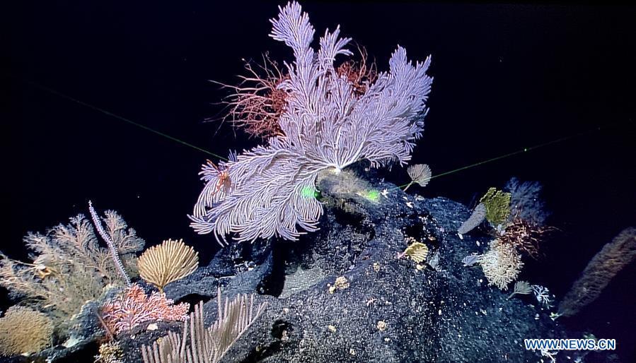 Photo taken by Discovery, a remote operated vehicle aboard China\'s research vessel KEXUE (Science), shows \