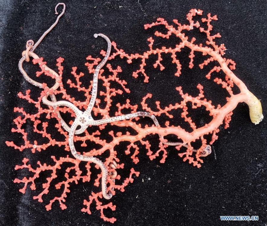 Photo taken on June 5, 2019 shows samples collected by Discovery, a remote operated vehicle aboard China\'s research vessel KEXUE (Science), in the west of the Pacific Ocean. KEXUE finished its investigation of seamounts in the west of the Pacific Ocean and started to sail back on June 15. During the expedition, Discovery, a remote operated vehicle aboard KEXUE, made 19 dives and captured more than 800 collections of biological samples, including corals, sponges, shrimps and shellfishes. \