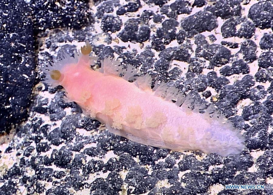 Photo taken by Discovery, a remote operated vehicle aboard China\'s research vessel KEXUE (Science), shows a deep-water sea slug in western Pacific Ocean on May 27, 2019. KEXUE finished its investigation of seamounts in the west of the Pacific Ocean and started to sail back on June 15. During the expedition, Discovery, a remote operated vehicle aboard KEXUE, made 19 dives and captured more than 800 collections of biological samples, including corals, sponges, shrimps and shellfishes. \