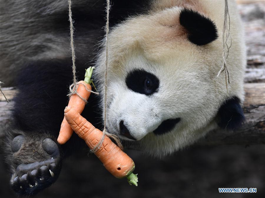 A giant panda eats carrots in the panda house in the Qinghai-Tibet Plateau Wild Zoo in Xining, capital of northwest China\'s Qinghai Province, June 16, 2019. The panda house in the Qinghai-Tibet Plateau Wild Zoo, where four pandas from the Chengdu Research Base of Giant Panda Breeding live, opened to the public here on Sunday. The four pandas settled down in the plateau city earlier this month. Qinghai Province will launch a series of education activities about giant pandas in the following three years. (Xinhua/Zhang Long)