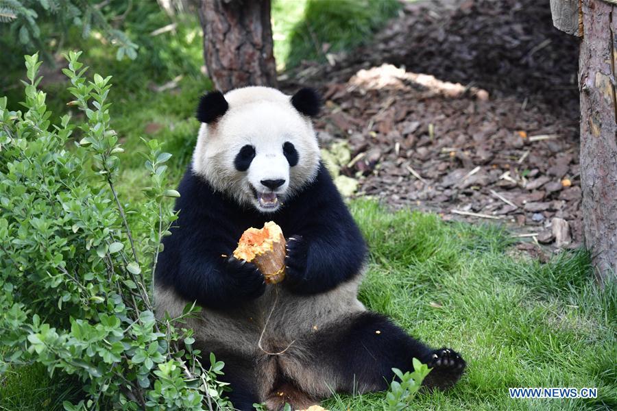 A giant panda eats a pumpkin in the panda house in the Qinghai-Tibet Plateau Wild Zoo in Xining, capital of northwest China\'s Qinghai Province, June 16, 2019. The panda house in the Qinghai-Tibet Plateau Wild Zoo, where four pandas from the Chengdu Research Base of Giant Panda Breeding live, opened to the public here on Sunday. The four pandas settled down in the plateau city earlier this month. Qinghai Province will launch a series of education activities about giant pandas in the following three years. (Xinhua/Zhang Long)