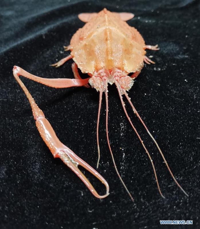 Photo taken on May 31, 2019 shows a deep-sea crab collected by Discovery, a remote operated vehicle aboard China\'s research vessel KEXUE (Science), in western Pacific Ocean. KEXUE finished its investigation of seamounts in the west of the Pacific Ocean and started to sail back on June 15. During the expedition, Discovery, a remote operated vehicle aboard KEXUE, made 19 dives and captured more than 800 collections of biological samples, including corals, sponges, shrimps and shellfishes. \
