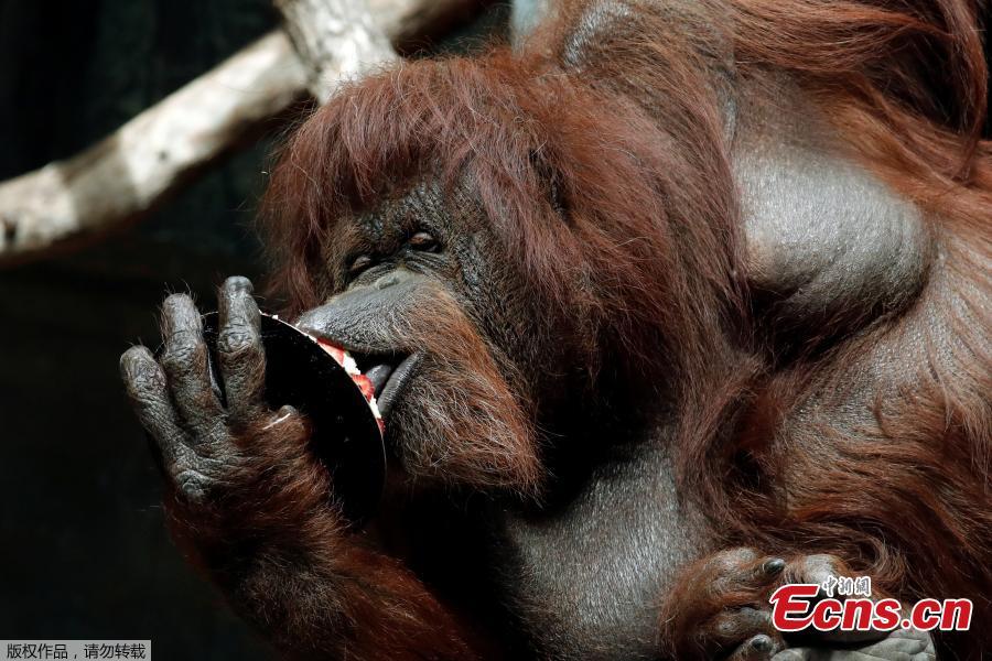 Veteran orangutan Nenette eats a cake as she celebrates her 50th birthday at the zoo of the Jardin des Plantes in Paris, France, June 16, 2019. (Photo/Agencies)